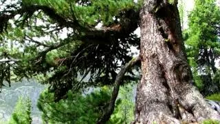 지능지수 1000을 넘는 천재는 가능하며 존재한다