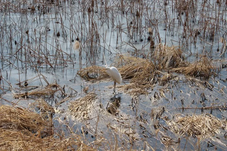 우주의 사멸, <무> '인광적 인주'와 투박했던 '외계침략'