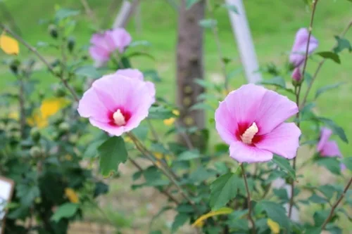 수원 청소년문화공원으로 무궁화 보러오세요