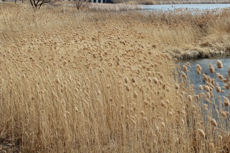 인류가 만 년 이상 수명이 길어진다면?